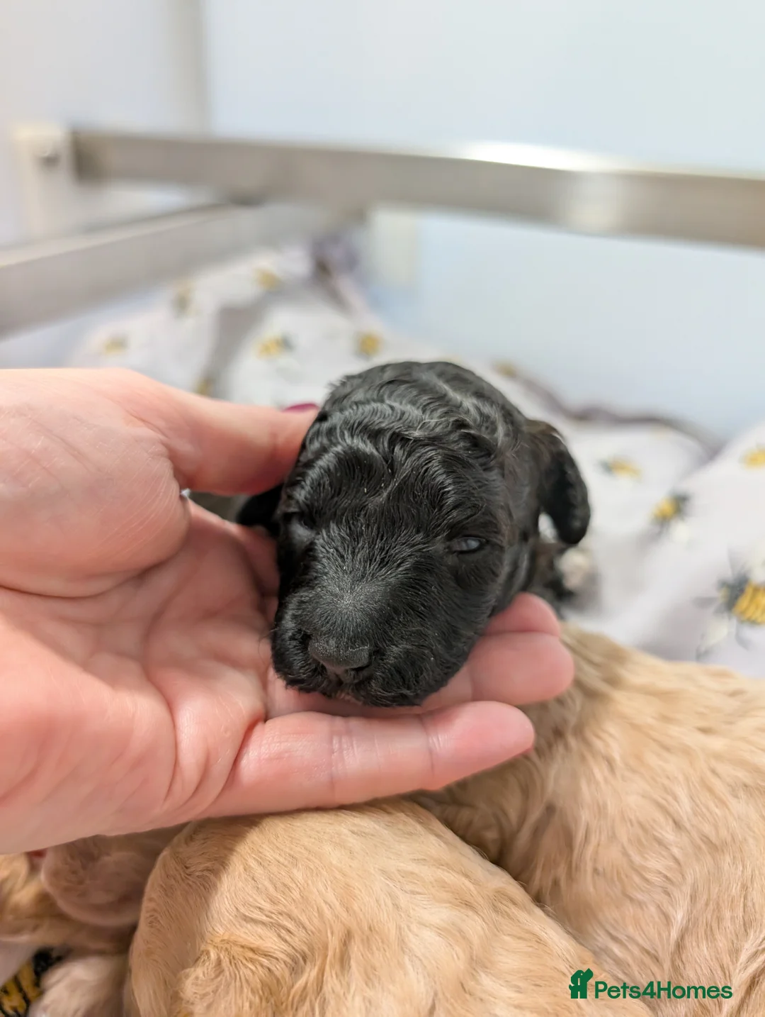 Toy Poodle dogs for sale: Stunning KC Reg Toy Poodle Puppies  - Advert 16