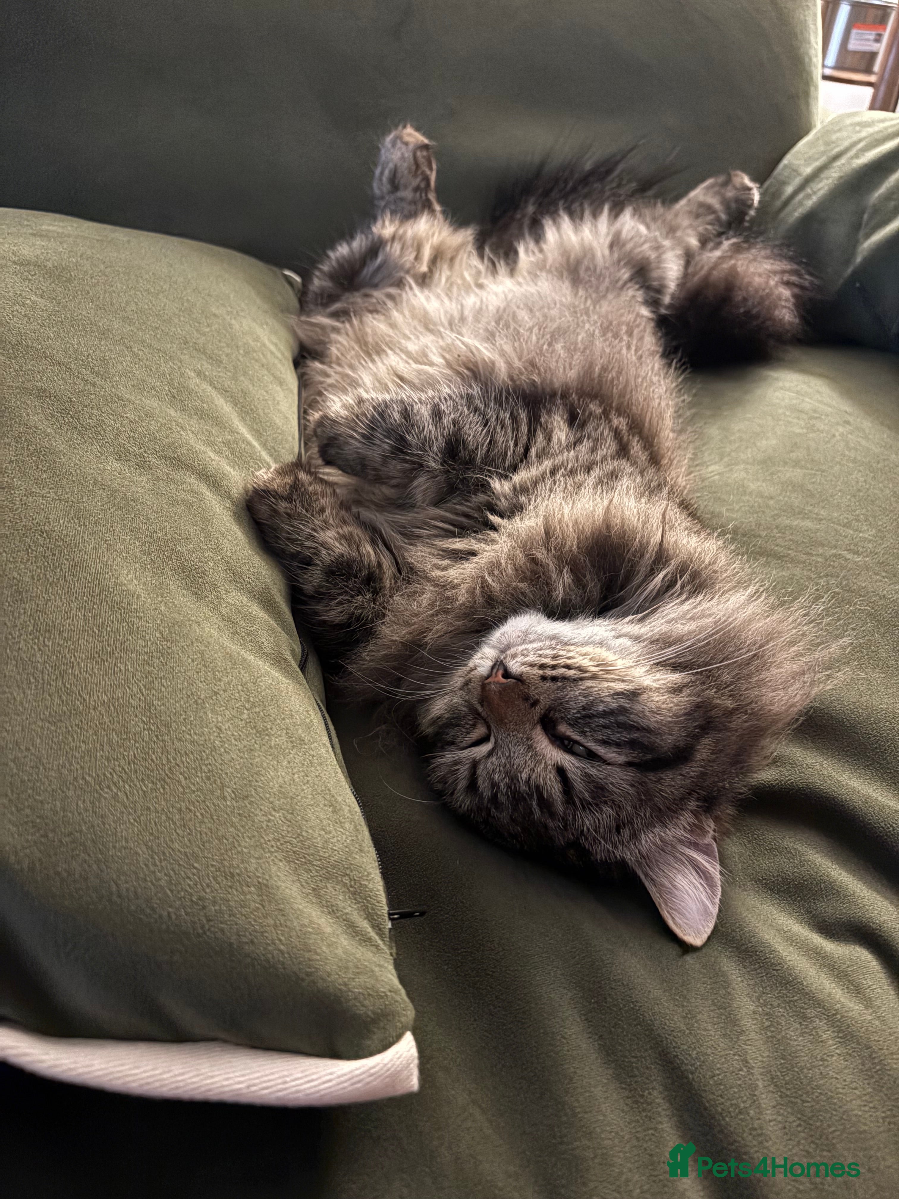 Siberian cats Softest Siberian 11 months old - Advert 1