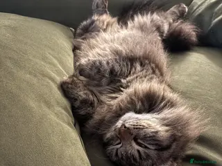 Siberian cats Softest Siberian 11 months old - Advert 1