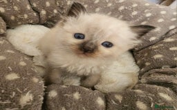 Ragdoll cats for sale: 7 beautiful fluffy Ragdoll cats.  - Image 31