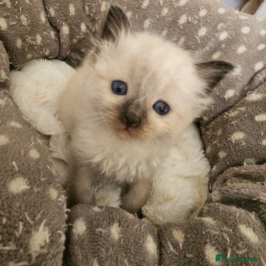 Ragdoll cats for sale: 7 beautiful fluffy Ragdoll cats.  - Image 31