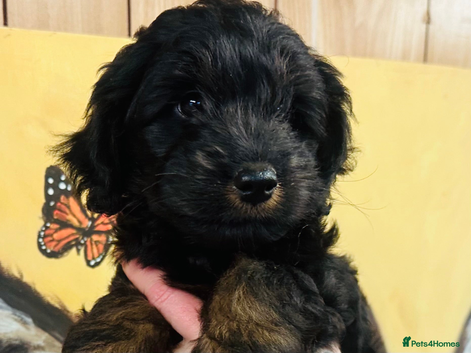 Mixed Breed dogs What beautiful puppies these are ❤️ - Advert 3