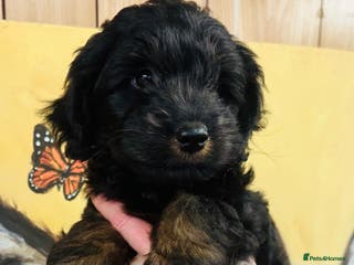 Mixed Breed dogs What beautiful puppies these are ❤️ - Advert 3