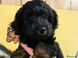 Mixed Breed dogs What beautiful puppies these are ❤️ - Advert 7