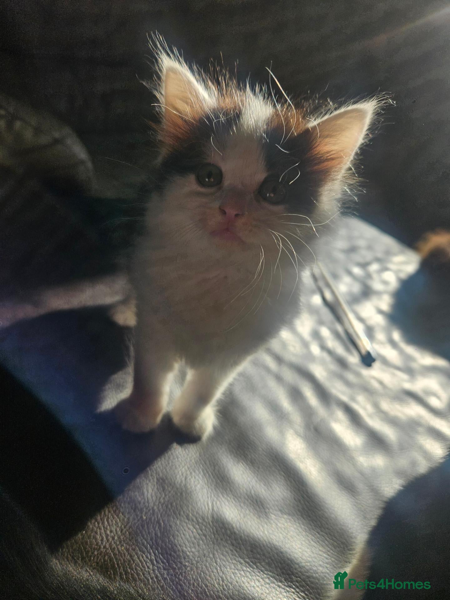 Mixed Breed cats One lovely little girl ♥️ - Advert 14