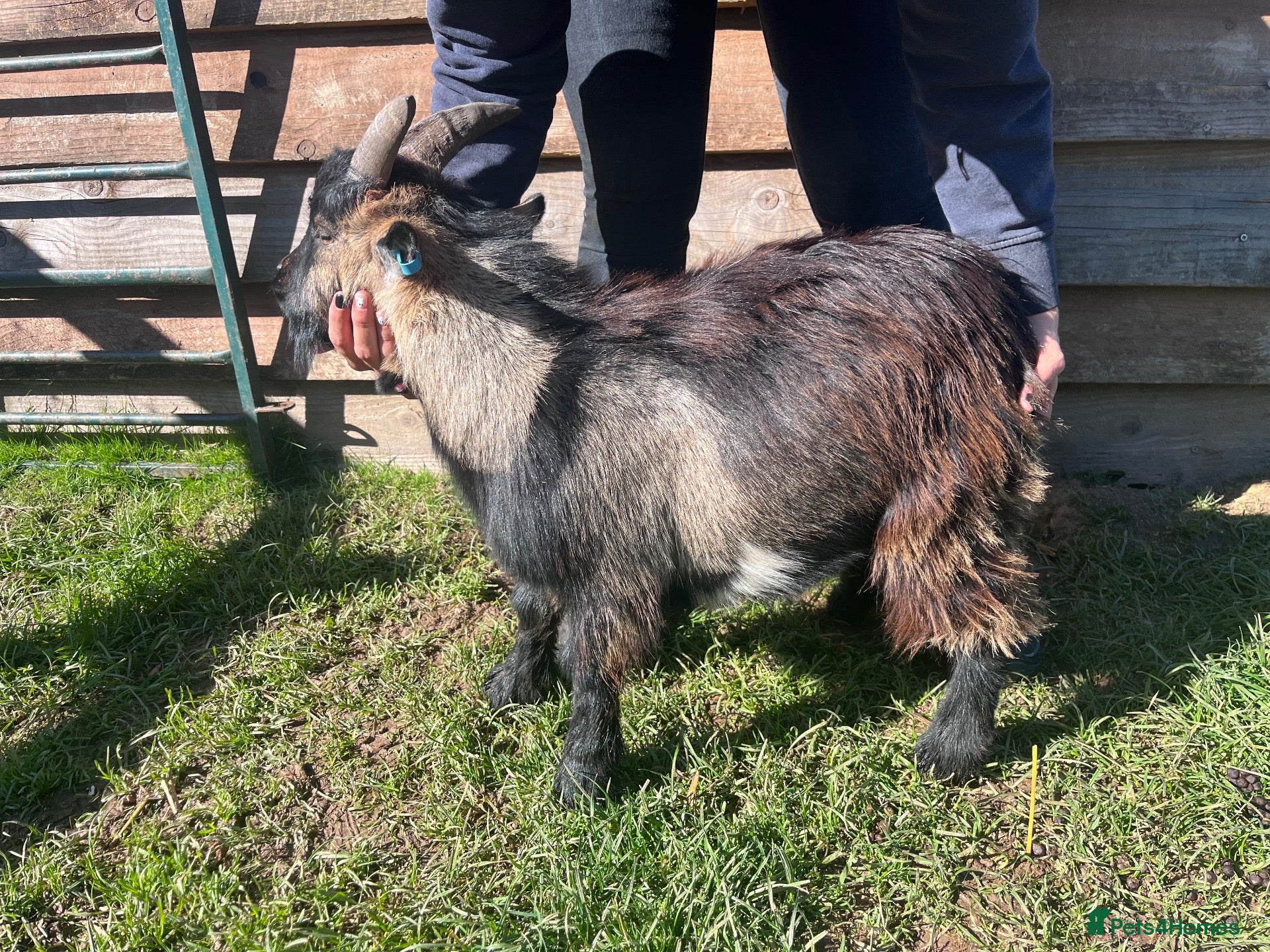Goats livestock for sale: Entire Pygmy Billy Ready For Work - Advert 2
