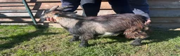 Goats livestock for sale: Entire Pygmy Billy Ready For Work - Advert 2