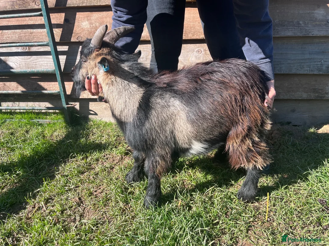 Goats livestock for sale: Entire Pygmy Billy Ready For Work - Advert 2