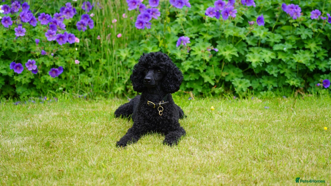 Miniature Poodle dogs for sale: Exquisite quality Min Poodles due August - Image 3