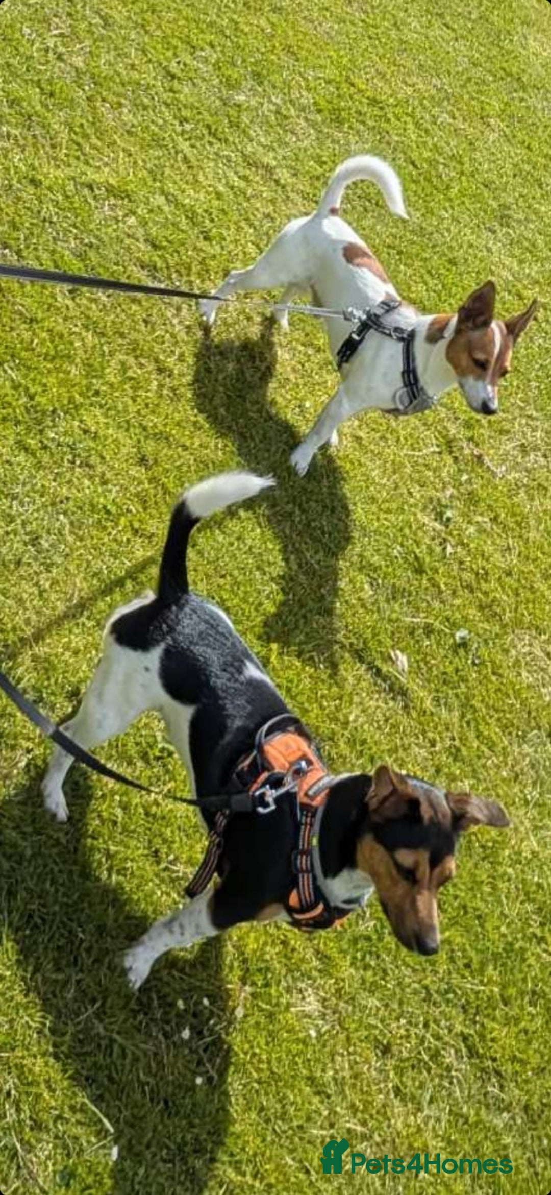 Jack Russell dogs for sale: 🐶 Jack Russell Puppies  – 4 Females & 1 Male 🐶 - Image 16