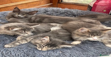 Maine Coon cats - Advert 1