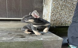 French Bulldog dogs for sale: Miniature French bulldog  - Image 7