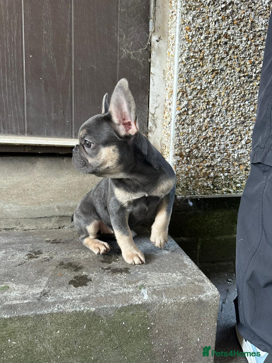 French Bulldog dogs for sale: Miniature French bulldog  - Image 7