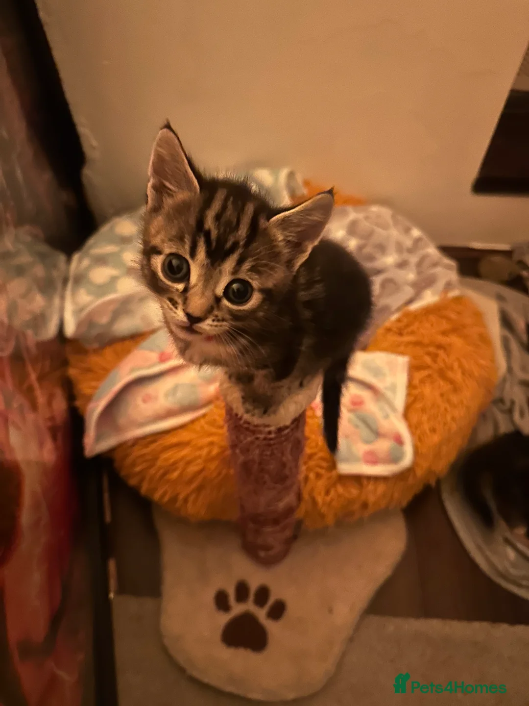 Mixed Breed cats for sale: READY NOW! Beautiful BSH x Ragdoll kittens - Advert 2