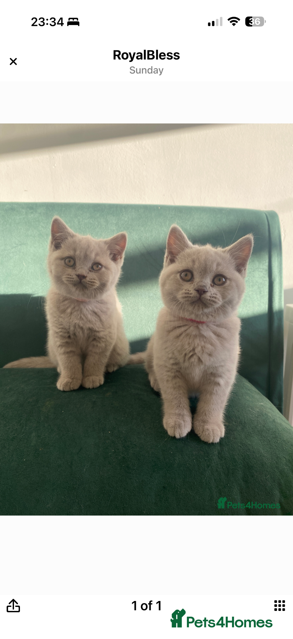 British Shorthair cats Lilac BSH Female Kitten  - Advert 1