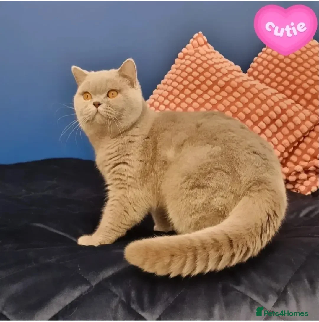 British Shorthair cats for stud: 🌟Exclusive Import ⭐World-Class Type🌟 - Advert 2