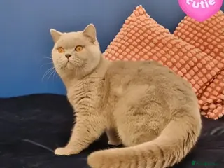 British Shorthair cats ๐Exclusive Import โญWorld-Class Type๐ - Advert 3