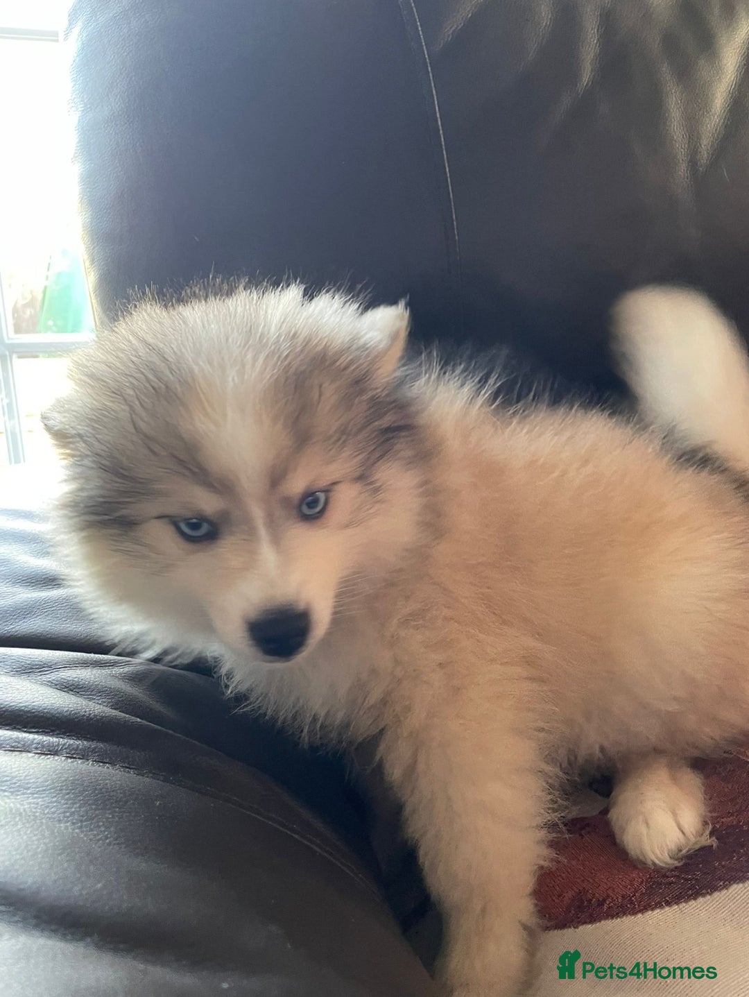Pomsky dogs for stud: Stunning Proven F1 Wolf Grey Pomsky For Stud in Cambridge - Advert 12