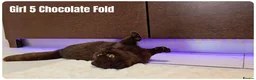 Scottish Fold cats for sale: 🐾 Beautiful Scottish Fold & British Shorthair - Advert 15
