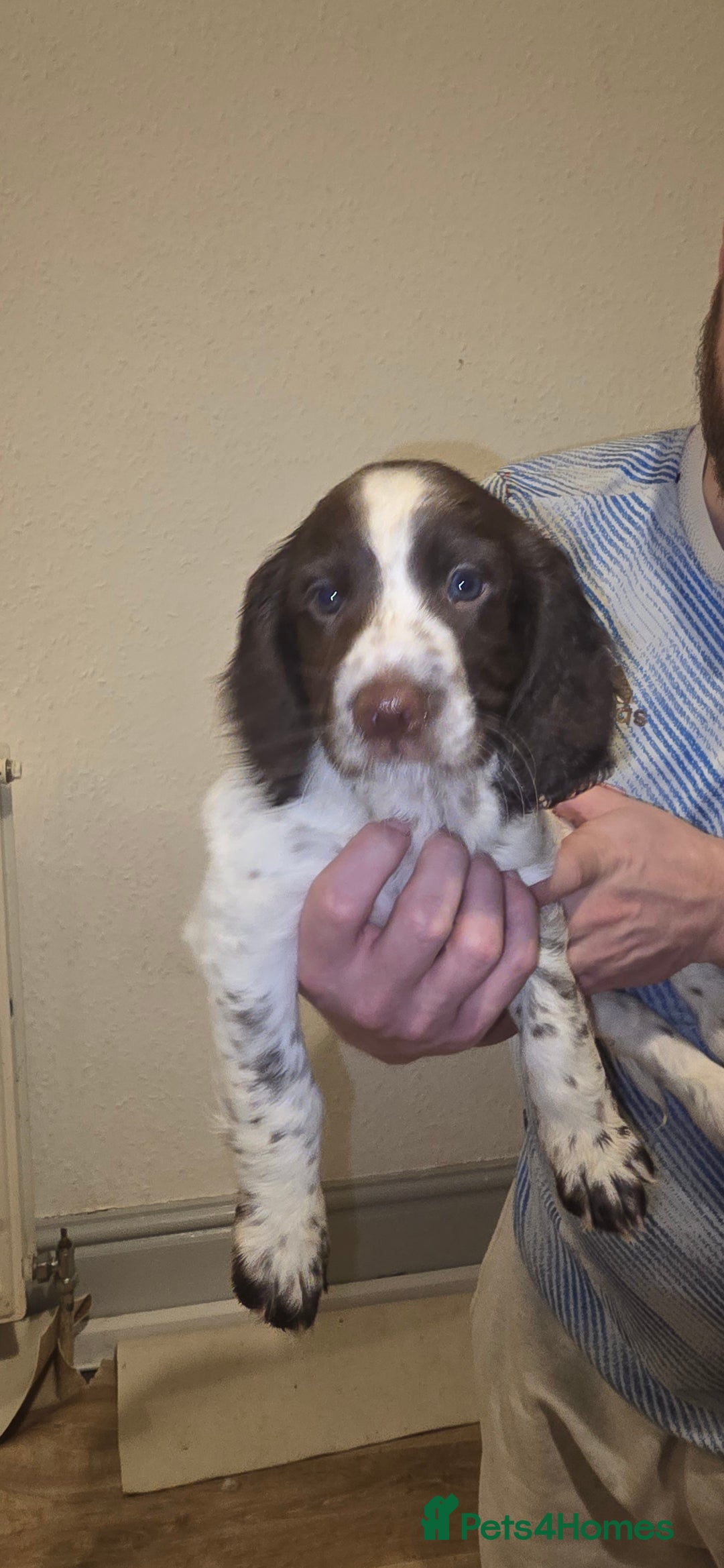 Sprocker dogs for sale: Home-Reared Sprocker Puppies  - Advert 8