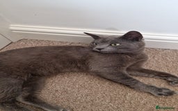 British Shorthair cats for sale: Beautiful British short-hair Dusty - Image 2