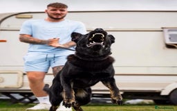 German Shepherd dogs for stud: EXCEPTIONAL BI COLOUR MALE  - Advert 3