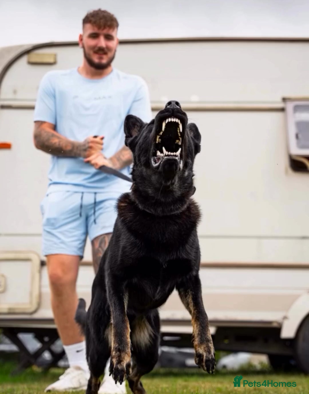 German Shepherd dogs for stud: EXCEPTIONAL BI COLOUR MALE  - Advert 3