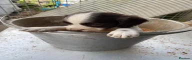 Cocker Spaniel 7