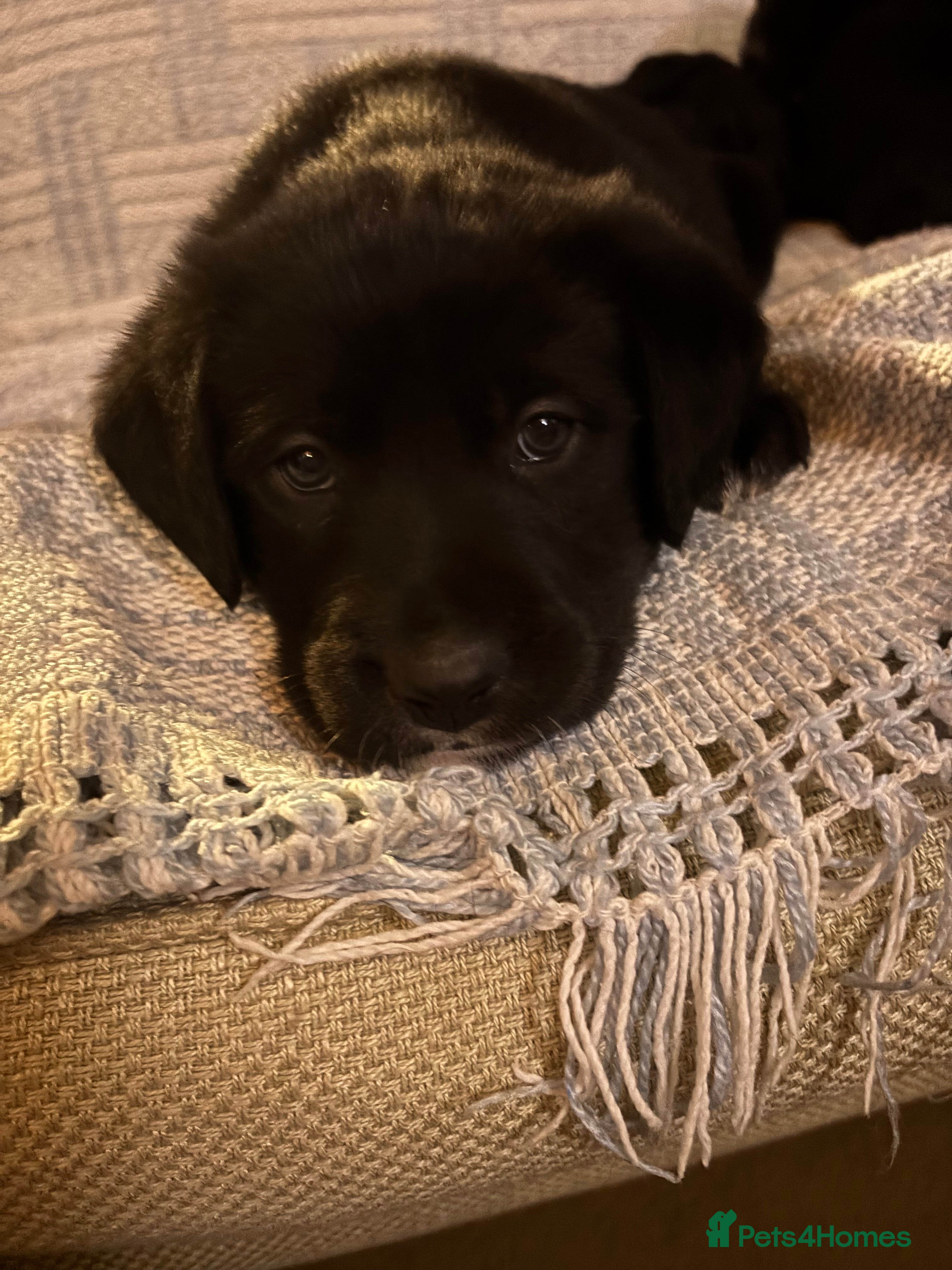 Borador dogs Pups - Labrador x Collie  - Advert 6