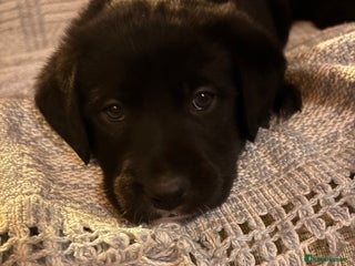 Borador dogs Pups - Labrador x Collie - Advert 6