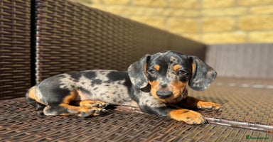 Miniature Dachshund dogs - Advert 11