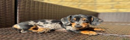 Miniature Dachshund dogs for sale: 🐾Ready to go!!! Reduced KC, Puppies.🐾 - Advert 3