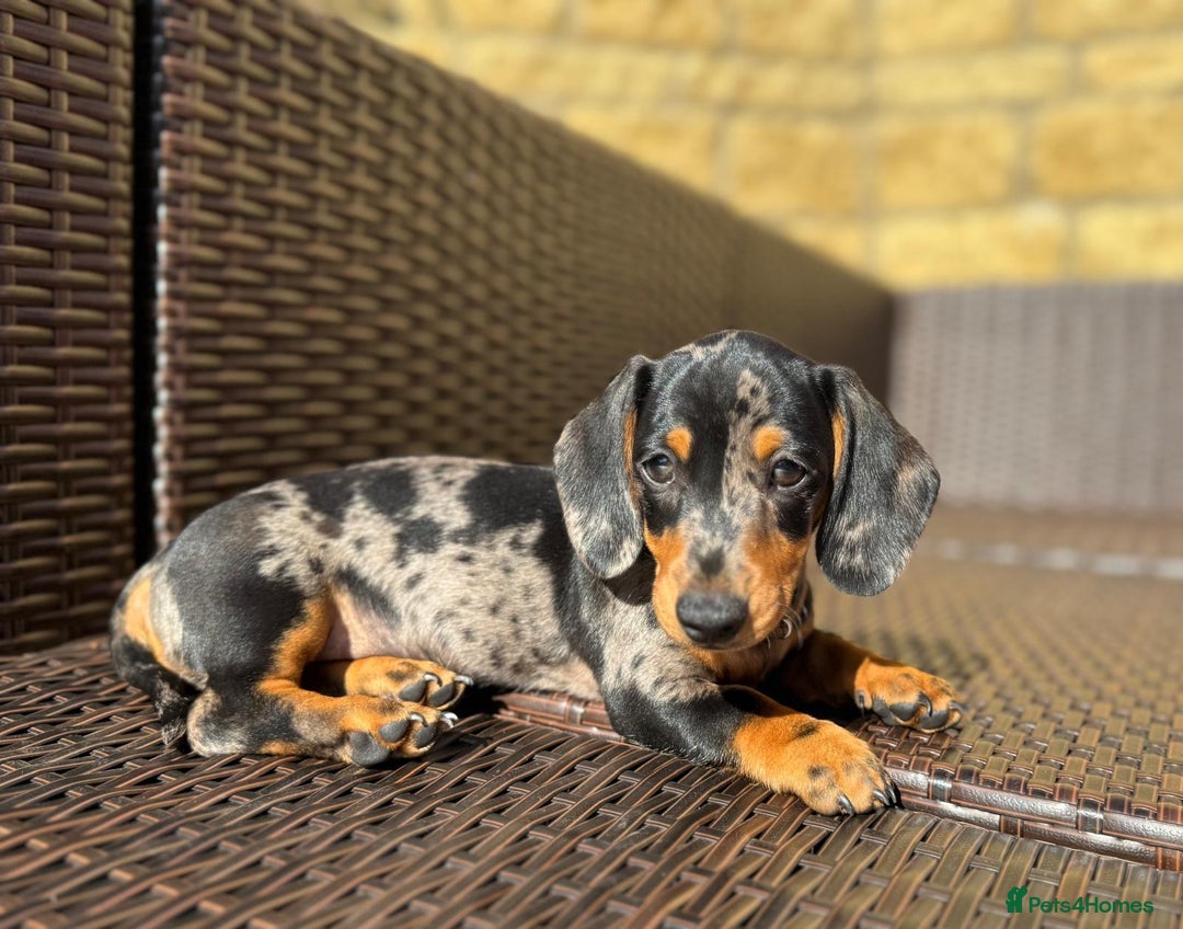 Miniature Dachshund dogs for sale: 🐾Ready to go!!! Reduced KC, Puppies.🐾 - Image 7
