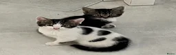 Mixed Breed cats for sale: 4 kittens to sale in Aylesbury - Advert 2