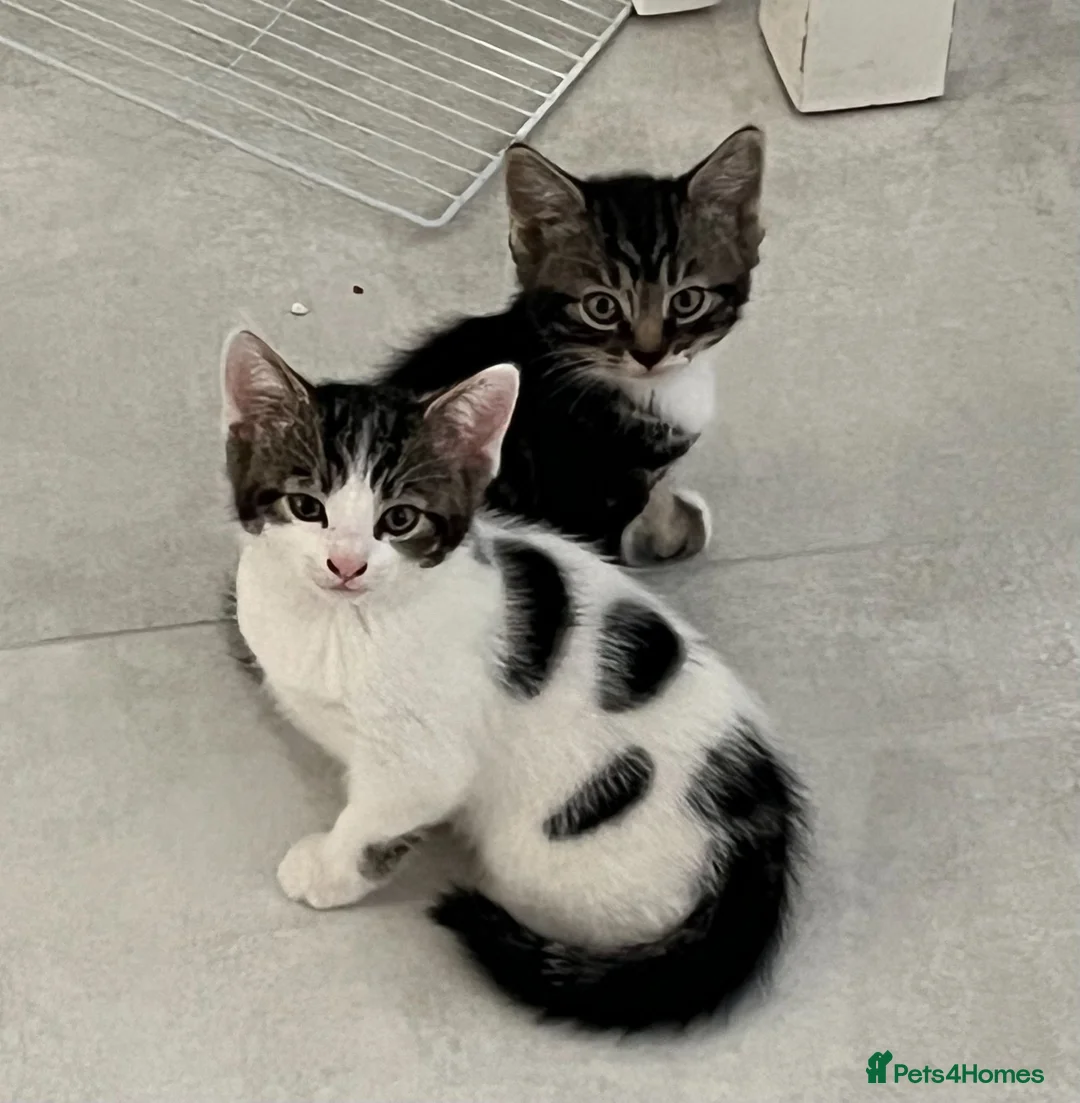 Mixed Breed cats for sale: 4 kittens to sale in Aylesbury - Advert 2