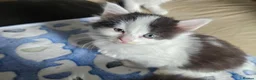 Mixed Breed cats for sale: 4 adorable kittens - Advert 7