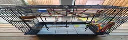 Lovebirds birds for sale: Beautiful Male Lovebird 8 Weeks old in Mansfield - Advert 2