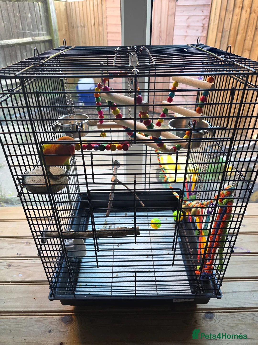 Lovebirds birds for sale: Beautiful Male Lovebird 8 Weeks old in Mansfield - Advert 2