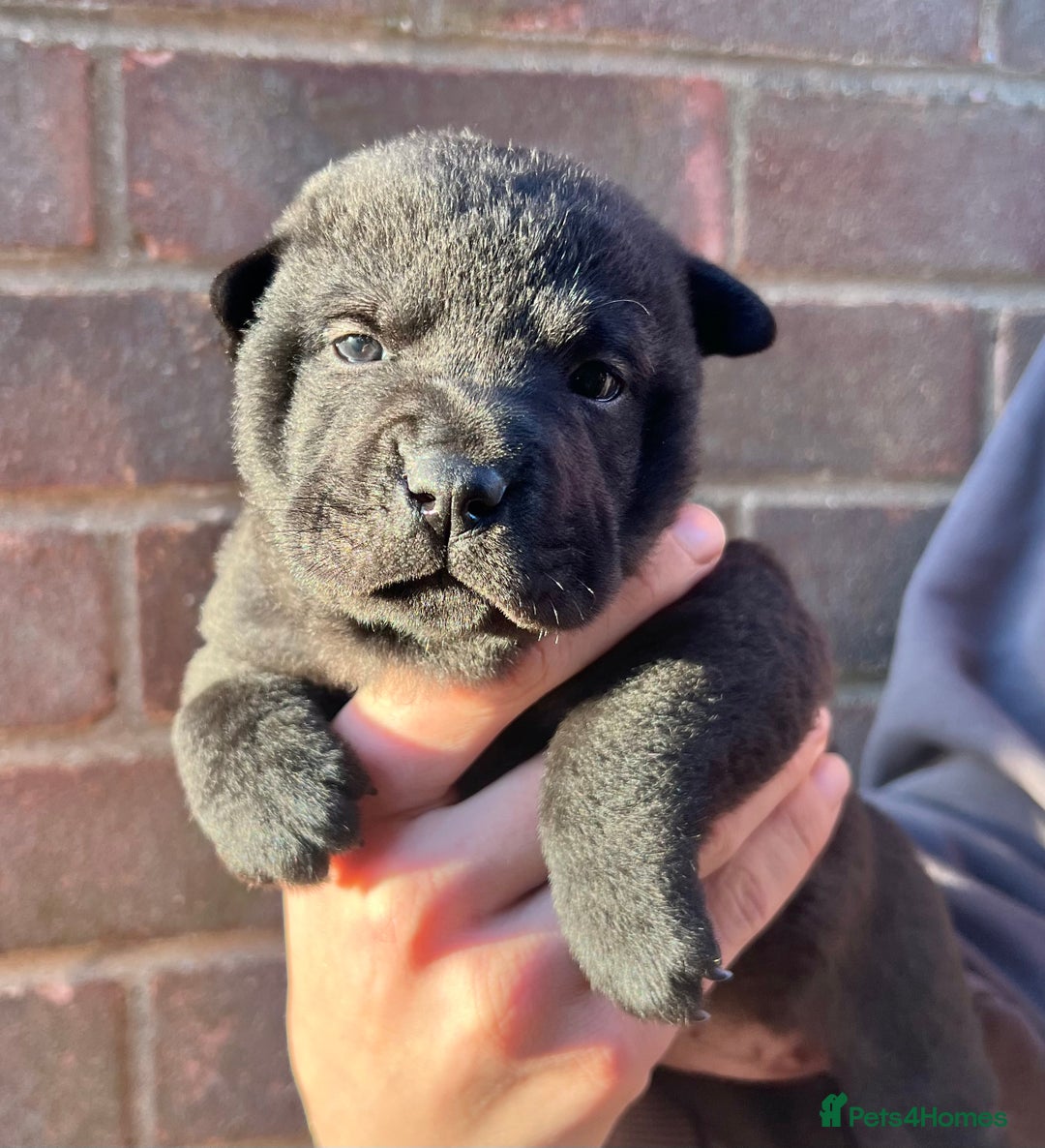 Mixed Breed dogs for sale: ChowPei Pups  - Advert 39