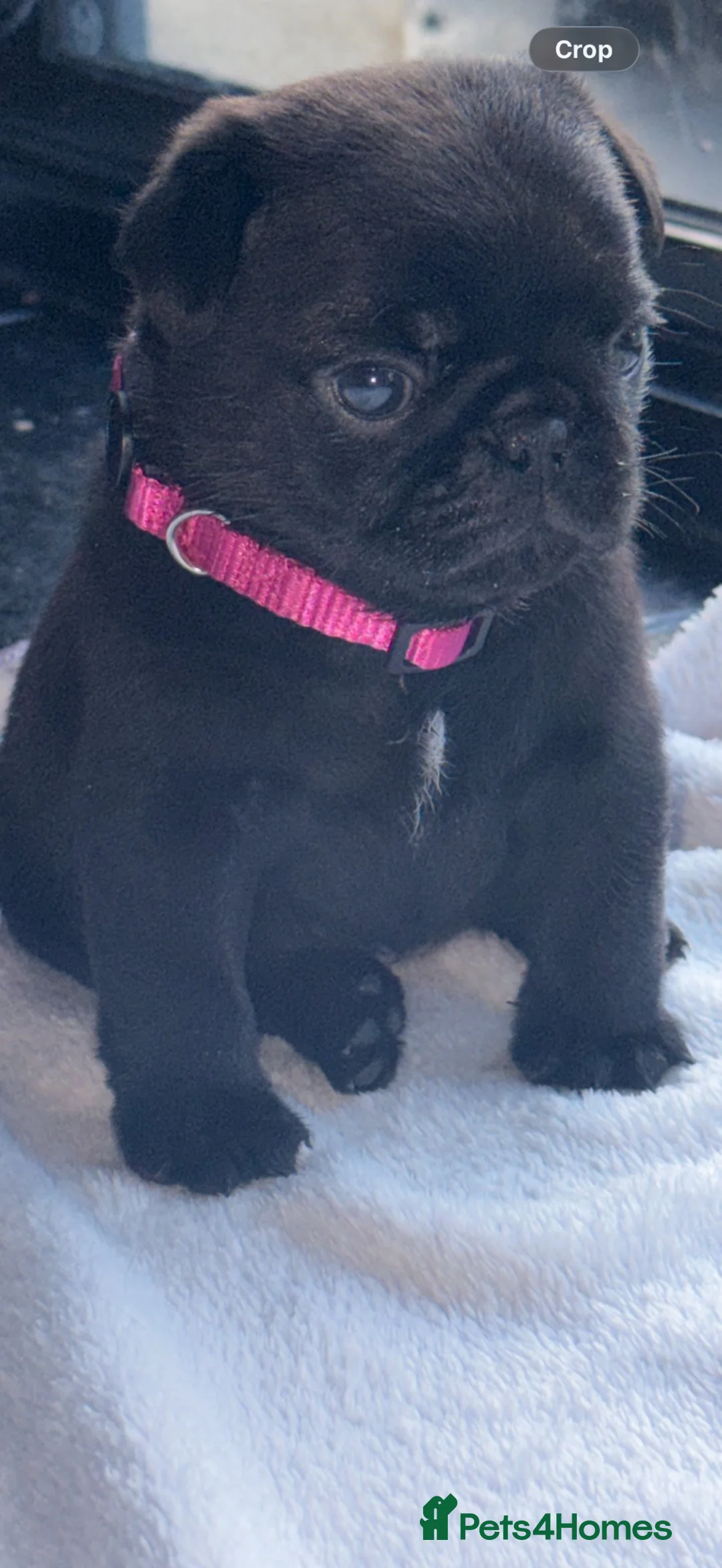 Pug dogs for sale: 🐾 **PUG PUPPIES – INTEREST NOW BEING TAKEN 🐾** - Advert 1