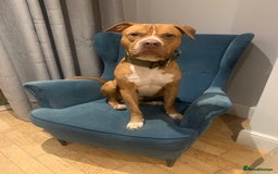 Mixed Breed dogs for sale: Stunning Bulldog male  - Image 1