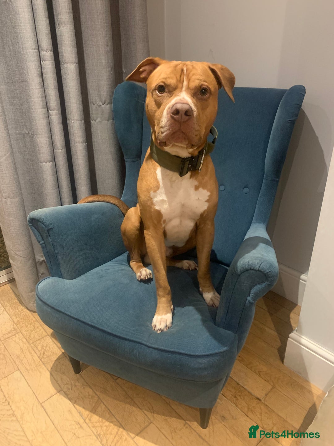 Mixed Breed dogs for sale: Stunning Bulldog male  - Image 1