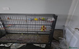 Budgerigars birds for sale: 3 male budgerigars.  - Advert 3