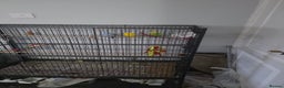 Budgerigars birds for sale: 3 male budgerigars.  - Advert 3
