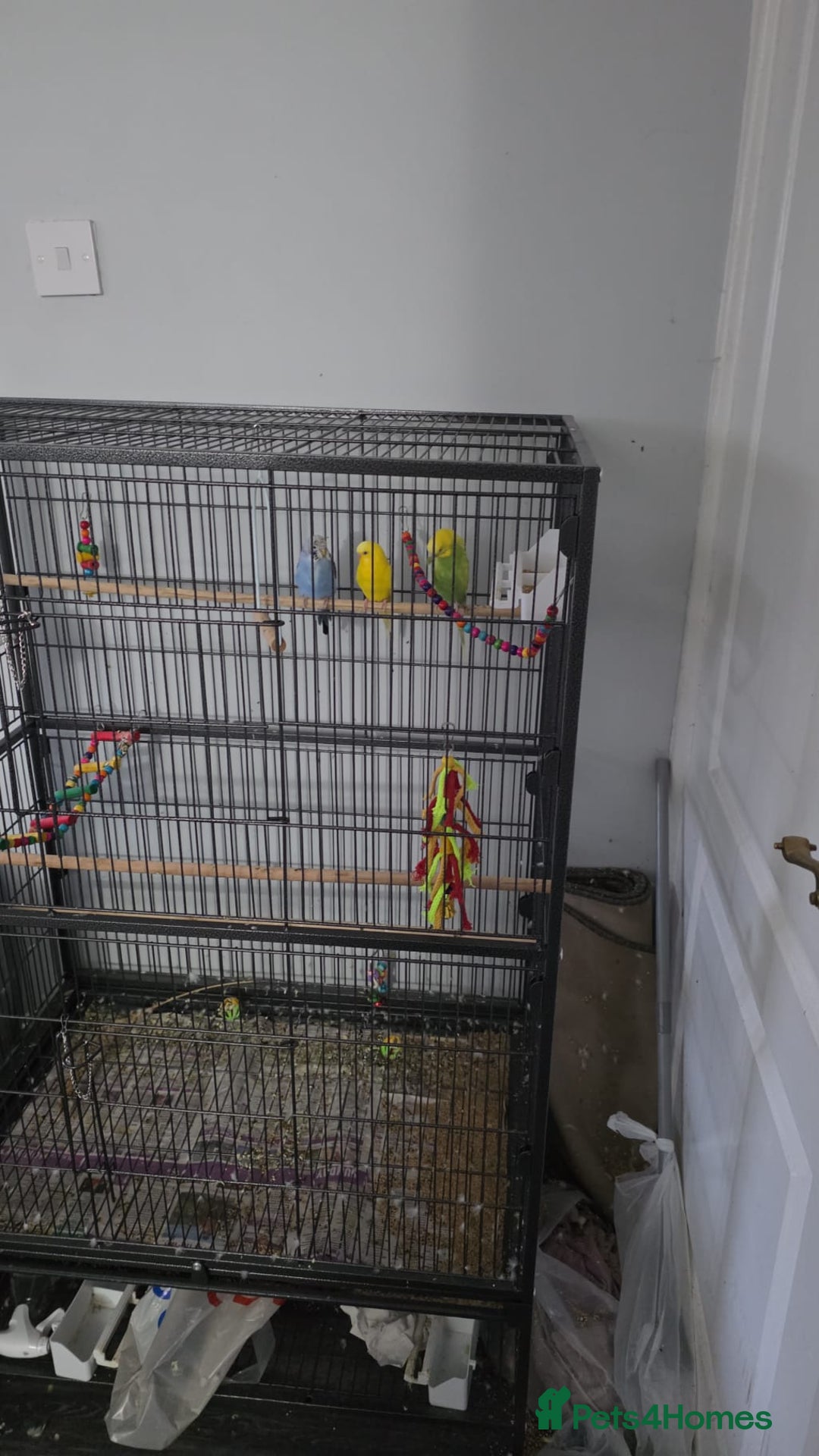 Budgerigars birds for sale: 3 male budgerigars.  - Advert 3