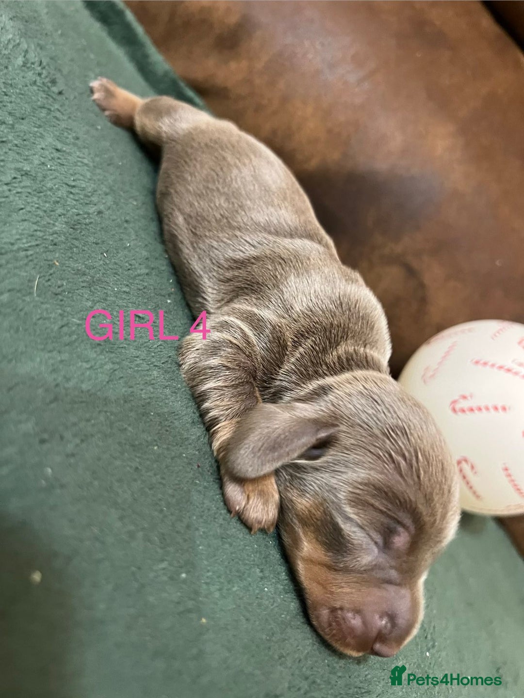 Miniature Dachshund dogs for sale: Beautiful Mini Dachshund puppies  - Advert 9