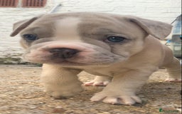 French Bulldog dogs for sale: French bulldog puppies with lilac and merle  - Image 8