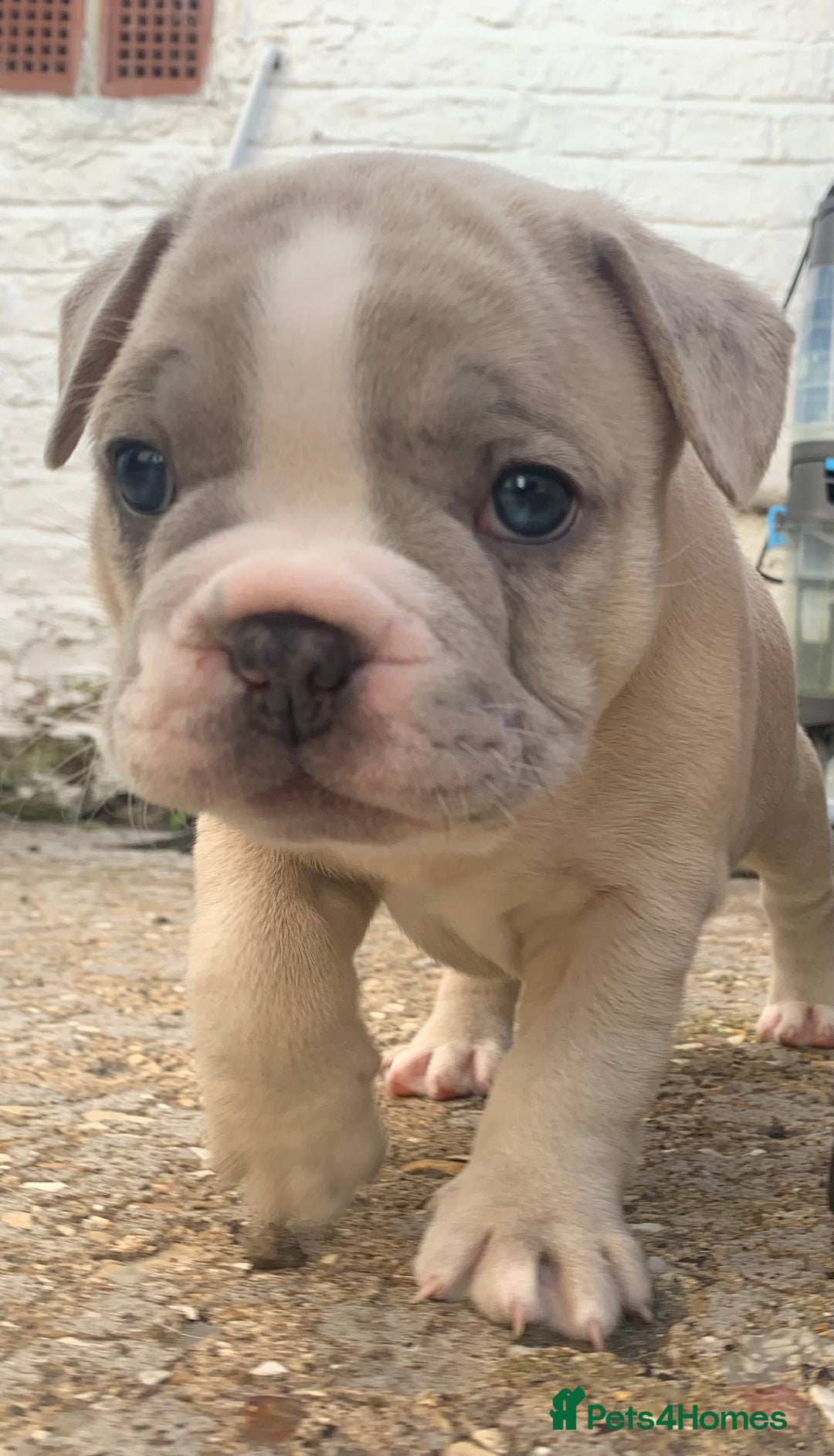 French Bulldog dogs for sale: French bulldog puppies with lilac and merle  - Image 8
