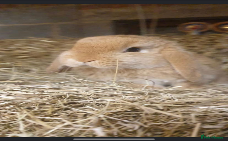 Mini Lop rabbits - Advert 9