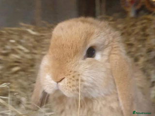 Mini Lop rabbits - Advert 6